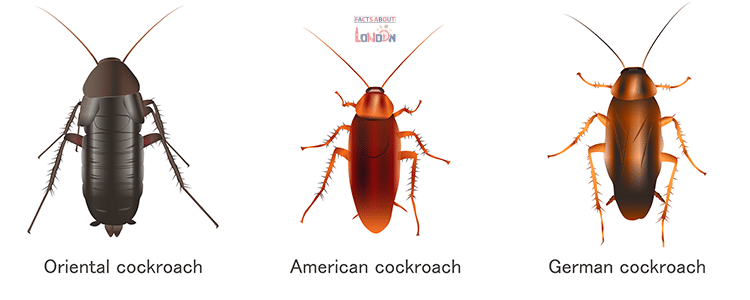 Cockroaches in London