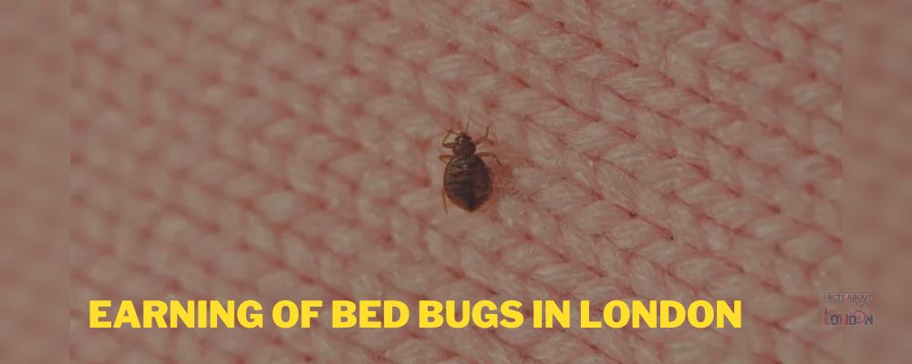 Earning of Bed Bugs in London