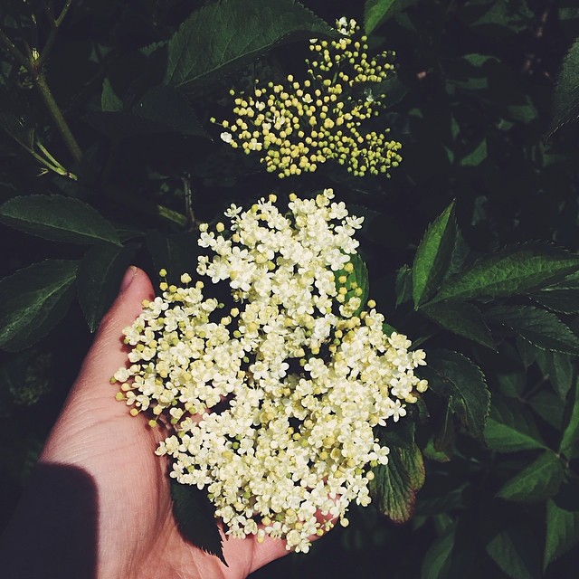 Blooms in the Bustle Where to Discover Elderflower in the Heart of London