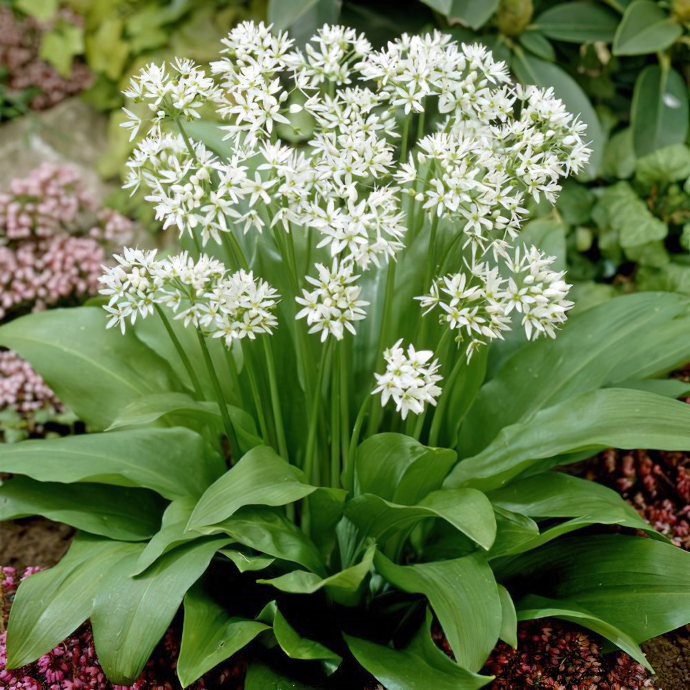 In the Heart of the City Discovering Wild Garlic in London's Urban Wilderness