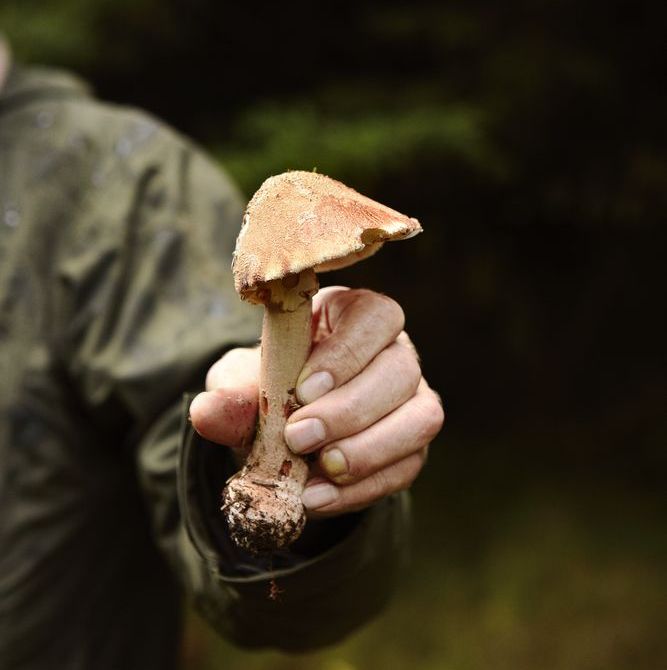 Nature's Bounty A Guide to Mushroom Foraging in London