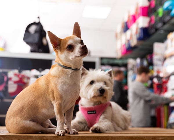 Paws and Whiskers Exploring London's 4 Largest Pet Shops