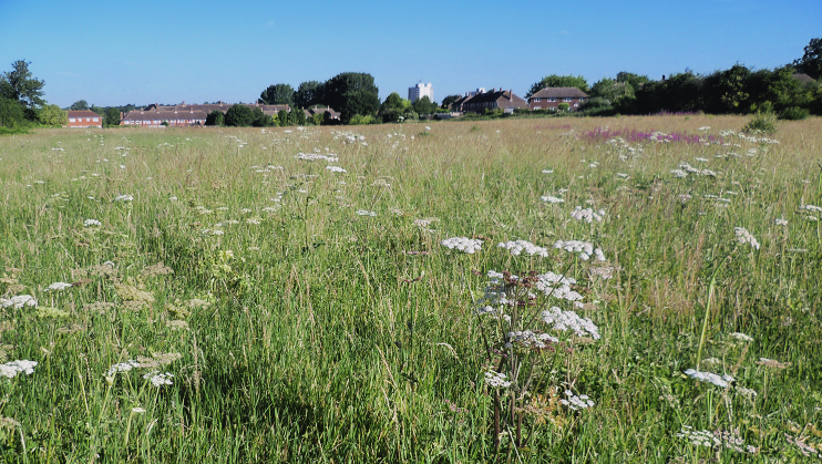 Derry Downs Exploring Tranquility and Safety in This Hidden Gem