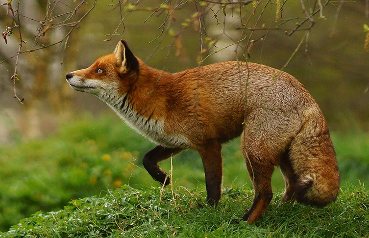Foxes in London all You Need to Know, Behavior, and Coexistence