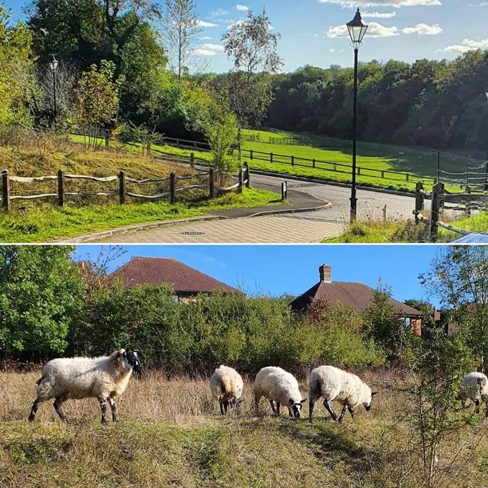 Is Carshalton on the Hill Safe?